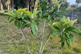 15148 NW 288th St, Okeechobee, FL 34972 - Photo 35