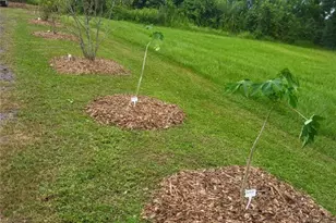 136 SW 85th Ave, Okeechobee, FL 34974 - Photo 43