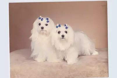 3015 N Ocean Boulevard #15J, Fort Lauderdale, FL 33308 - Photo 47