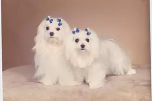 3015 N Ocean Blvd, Fort Lauderdale, FL 33308 - Photo 47