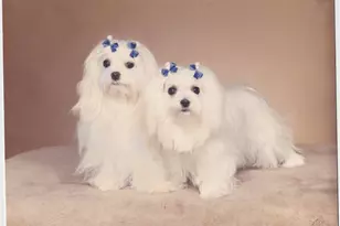 3015 N Ocean Blvd, Fort Lauderdale, FL 33308 - Photo 47