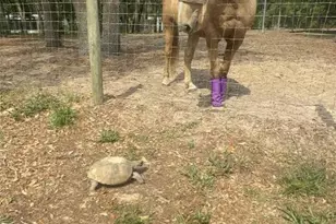 3050 E Possum Ct, Inverness, FL 34452 - Photo 57