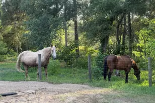 3050 E Possum Ct, Inverness, FL 34452 - Photo 53