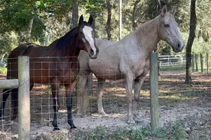 3050 E Possum Ct, Inverness, FL 34452 - Photo 47