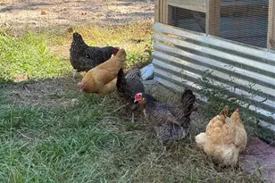 3050 E Possum Ct, Inverness, FL 34452 - Photo 65