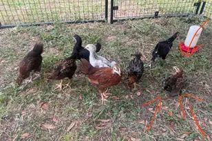 3050 E Possum Ct, Inverness, FL 34452 - Photo 73