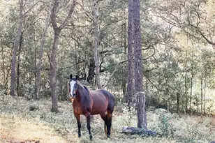 3050 E Possum Ct, Inverness, FL 34452 - Photo 63