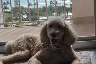 1865 S Ocean Dr Unit, Hallandale Beach, FL 33009 - Photo 19