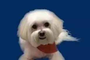 3015 N Ocean Blvd, Fort Lauderdale, FL 33308 - Photo 41