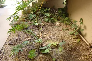 2636 Carambola Circle, Coconut Creek, FL 33066 - Photo 9