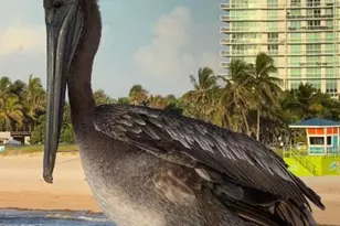 133 N Pompano Beach Blvd, Pompano Beach, FL 33062 - Photo 45