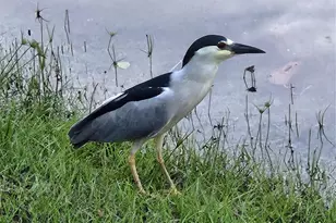 4900 Washington St, Hollywood, FL 33021 - Photo 29