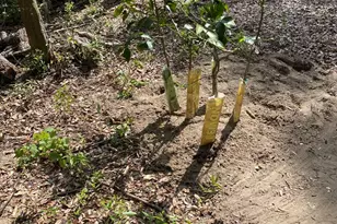 924 Lenore Ave, Interlachen, FL 32148 - Photo 17