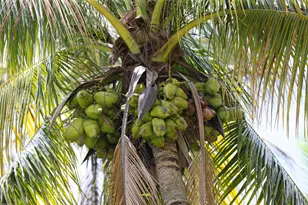 16559 Rustic Rd, Wellington, FL 33470 - Photo 79