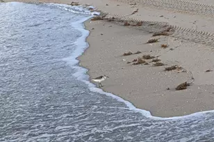 2840 S Ocean Blvd, Palm Beach, FL 33480 - Photo 31