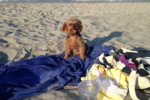 387 Prestwick Ln, Palm Beach Gardens, FL 33418 - Photo 25