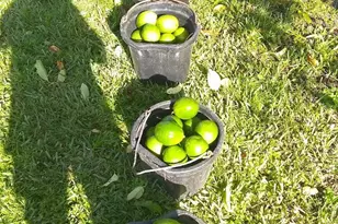 13660 Orange Grove Blvd, The Acreage, FL 33411 - Photo 33