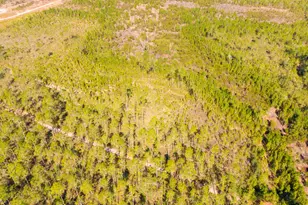 0000 NE 125th Ave, Fort Mc Coy, FL 32134 - Photo 1