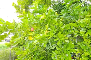 632 SW 13th St, Belle Glade, FL 33430 - Photo 25