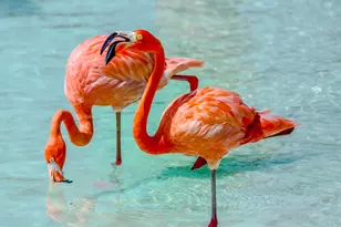 5050 N Ocean Dr, Singer Island, FL 33404 - Photo 77