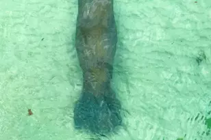 105 Paradise Harbour Blvd, North Palm Beach, FL 33408 - Photo 27