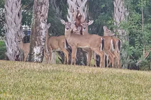 133 Island Estates Pkwy, Palm Coast, FL 32137 - Photo 69