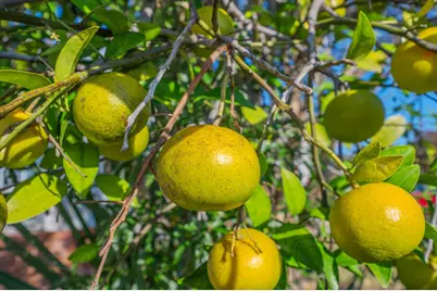 130 Scranton Street, Fort Walton Beach, FL 32547 - Photo 27