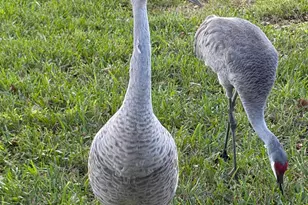 6657 Pavone St, Lake Worth, FL 33467 - Photo 37