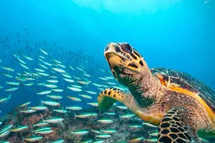 3000 N Ocean Dr, Singer Island, FL 33404 - Photo 41