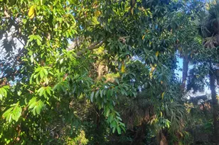 1817 Palm Blvd, Melbourne, FL 32901 - Photo 27