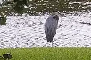 2643 Calliandra Terrace, Pompano Beach, FL 33063 - Photo 31