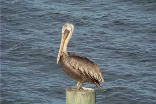 5220 Las Verdes Cir, Delray Beach, FL 33484 - Photo 63