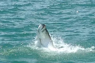 5220 Las Verdes Cir, Delray Beach, FL 33484 - Photo 57