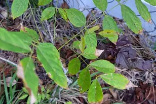 4026 SW Haycroft St, Port Saint Lucie, FL 34953 - Photo 25