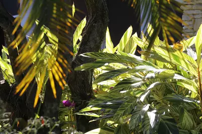 4595 125th Avenue S, Wellington, FL 33414 - Photo 13