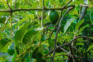 875 NW 120th Ave, Plantation, FL 33325 - Photo 93