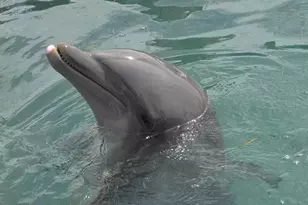 7073 Hawks Cay Blvd, Marathon, FL 33050 - Photo 47