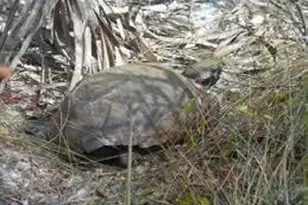 738 SW Ravenswood Ln, Port Saint Lucie, FL 34983 - Photo 51