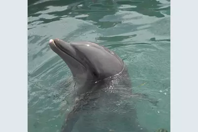 5081 Sunset Village Drive, Duck Key, FL 33050 - Photo 59