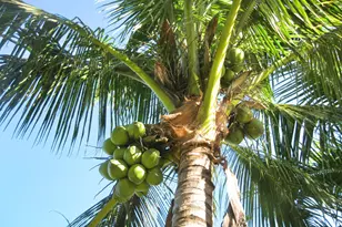 4001 Avocado Blvd, West Palm Beach, FL 33411 - Photo 59