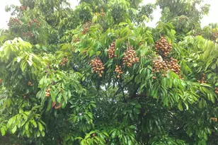 4001 Avocado Blvd, West Palm Beach, FL 33411 - Photo 55