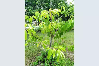 4001 Avocado Boulevard, West Palm Beach, FL 33411 - Photo 57