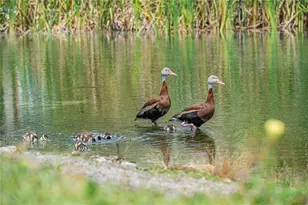 66 Woodland Dr, Vero Beach, FL 32962 - Photo 31