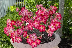 225 Murcia Dr, Jupiter, FL 33458 - Photo 35