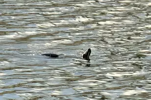 12127 SW Jasper Lake Way, Port Saint Lucie, FL 34987 - Photo 63