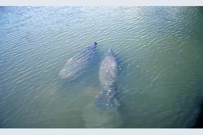 5248 SW Anhinga Avenue, Palm City, FL 34990 - Photo 9