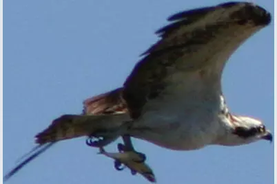 5248 SW Anhinga Avenue, Palm City, FL 34990 - Photo 11