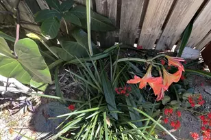 1518 15th Ct, Jupiter, FL 33477 - Photo 25