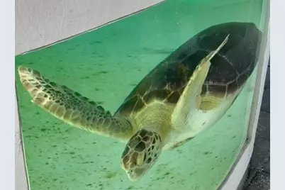 125 S Ocean Avenue #104, Palm Beach Shores, FL 33404 - Photo 91