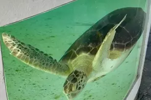 125 S Ocean Ave, Palm Beach Shores, FL 33404 - Photo 91